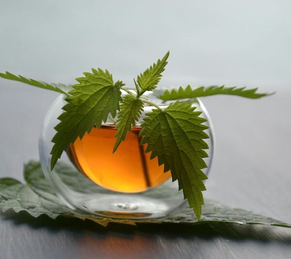 Pokrzywa w Twojej diecie. Przepis na wrap z pokrzywy 3 Pokrzywa